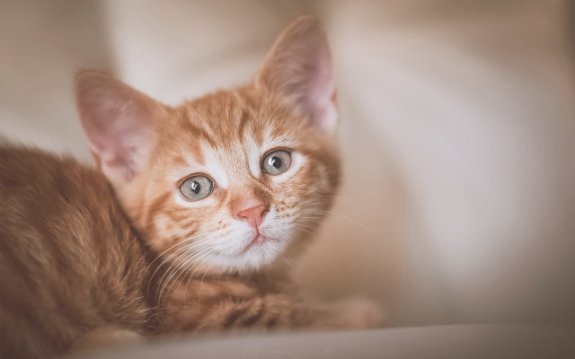 Orange kitten blue eyes curious free wallpaper - medium preview image