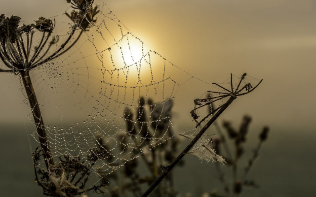 Sunset ocean dew spider web free wallpaper - medium preview image