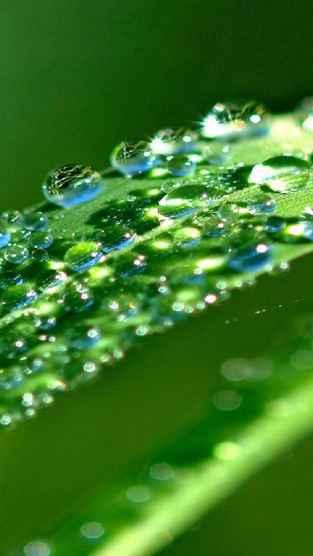 Close up green leaf water #12 free wallpaper - medium preview image