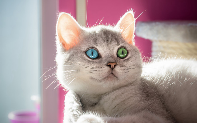 White cat green eyes symmetrical free wallpaper - medium preview image