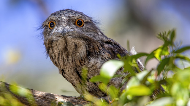 Bird orange eye branch leaves free wallpaper - medium preview image