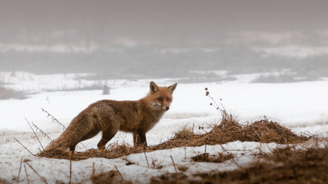 Fox snowy field foggy sky free wallpaper - medium preview image