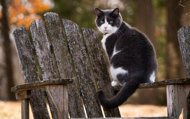 Black white cat wooden bench #2 free wallpaper - medium preview image