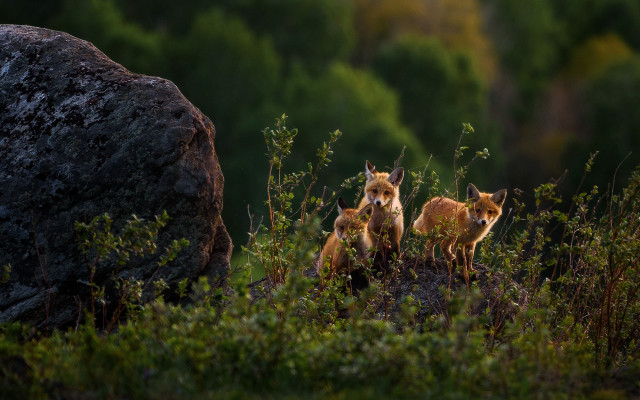 Foxes grass rock trees night free wallpaper - medium preview image