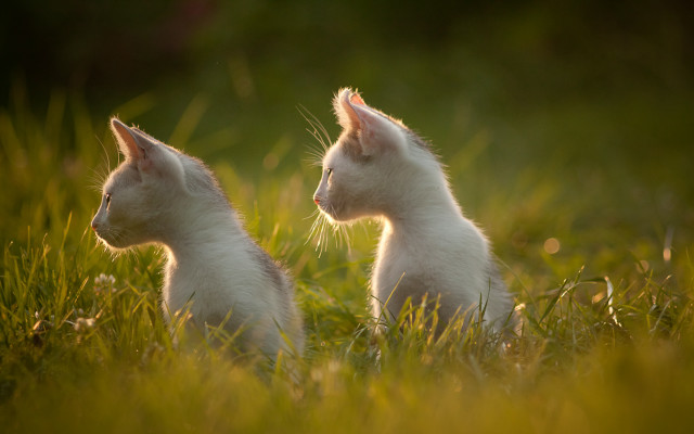 White kittens in grass florianne free wallpaper - medium preview image