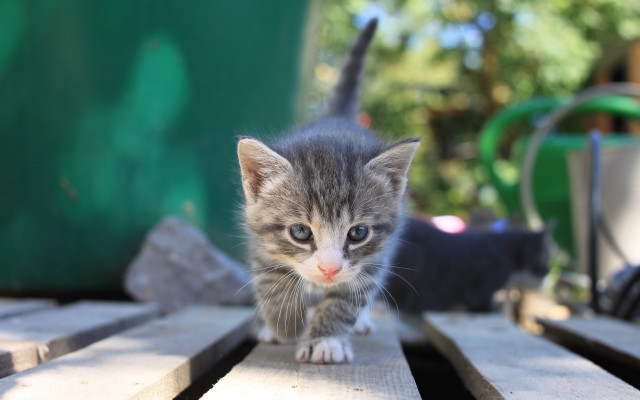 Kitten wooden table outdoors bokeh free wallpaper - medium preview image