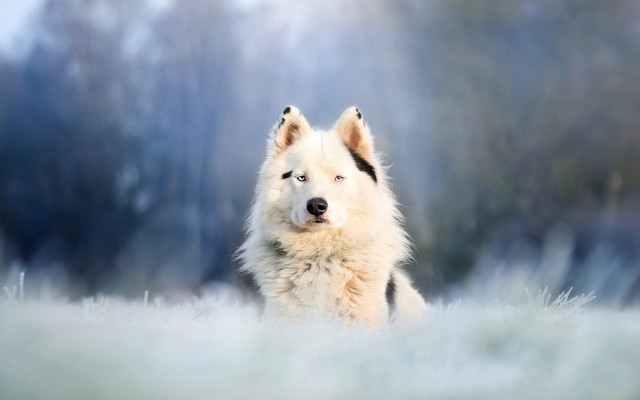 White brown dog foggy field free wallpaper - medium preview image