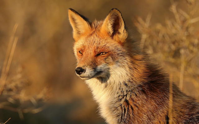 Fox closeup grass weeds portrait free wallpaper - medium preview image