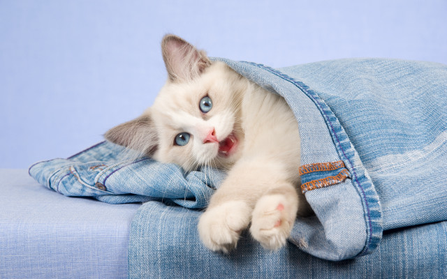 White cat peeking blue blanket free wallpaper - medium preview image