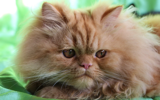 Fluffy cat green blanket sad free wallpaper - medium preview image