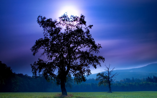Lone tree field sun purple free wallpaper - medium preview image