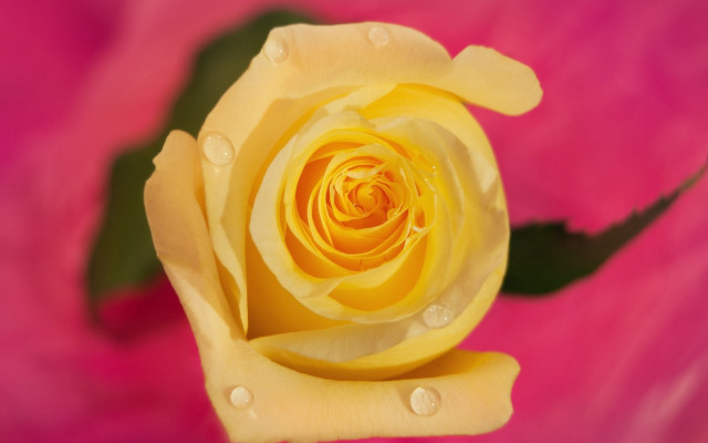 Yellow rose water droplets macro #6 free wallpaper - medium preview image