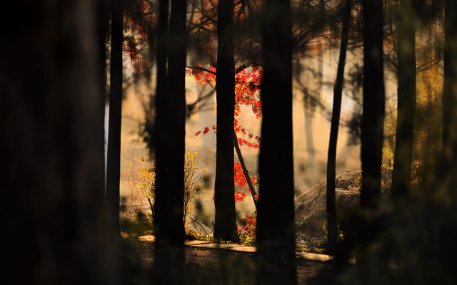 Red tree forest light trail free wallpaper - medium preview image