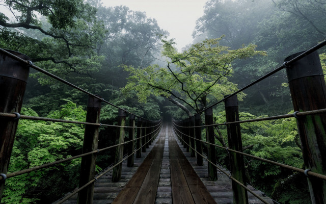 Bridge forest rope bridge nature free wallpaper - medium preview image