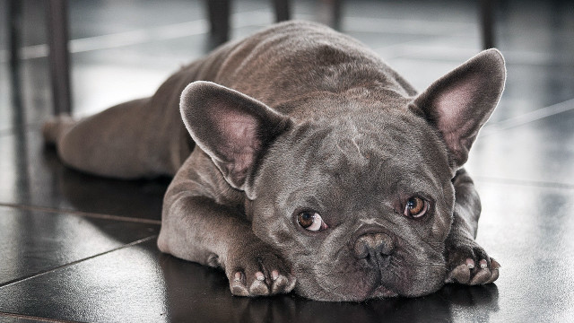 Small dog laying on floor #2 free wallpaper - medium preview image
