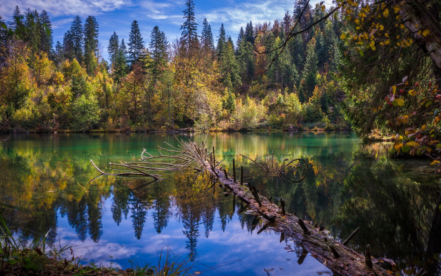 Lake trees fallen branch blue free wallpaper - medium preview image