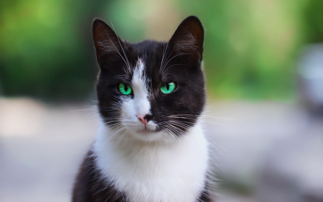 Black cat green eyes blurry free wallpaper - medium preview image