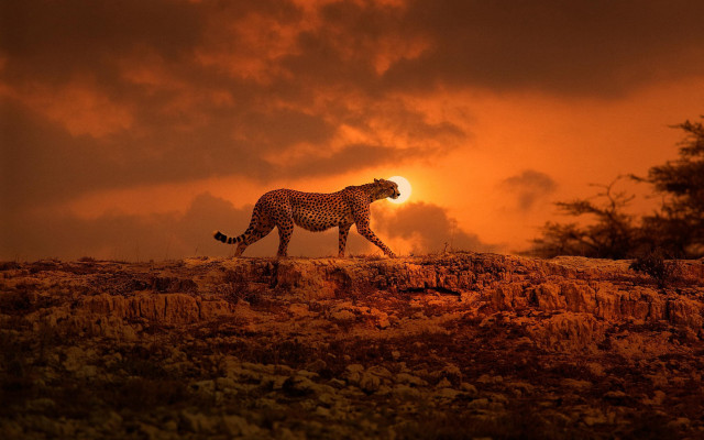 Cheetah rocky sunset cloudy sky free wallpaper - medium preview image