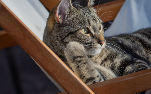 Cat chair serious glamor pose free wallpaper - medium preview image