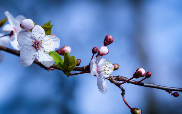 Branch white flowers green leaves #4 free wallpaper - medium preview image