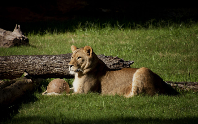 Lion grass fallen tree animal free wallpaper - medium preview image