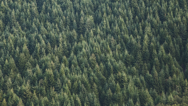 Plane forest bush trees grayscale free wallpaper - medium preview image