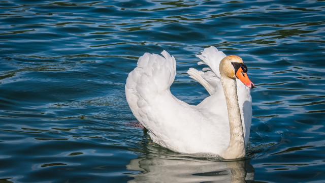 Swan water waves beach bird free wallpaper - medium preview image