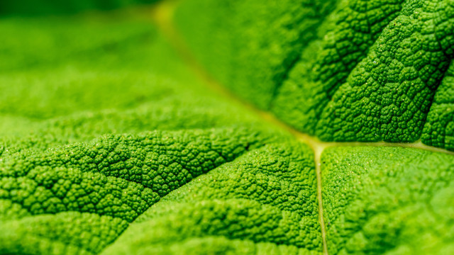 Green leaf yellow line macro free wallpaper - medium preview image