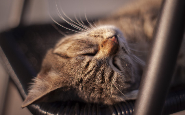 Sleeping cat on chair florianne free wallpaper - medium preview image