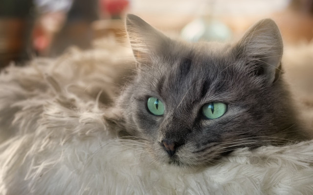 Cat green eyes laying on #3 free wallpaper - medium preview image