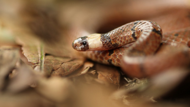 Curled snake on leaf woods free wallpaper - medium preview image