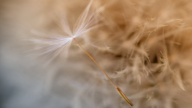 Dandelion insect macro art photography free wallpaper - medium preview image