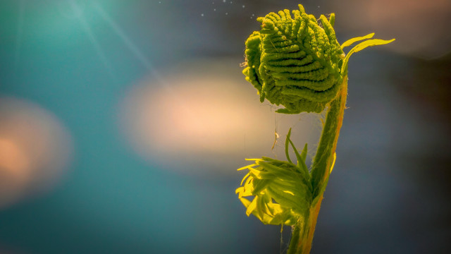 Sunflower macro fibonacci lensflare sunset free wallpaper - medium preview image