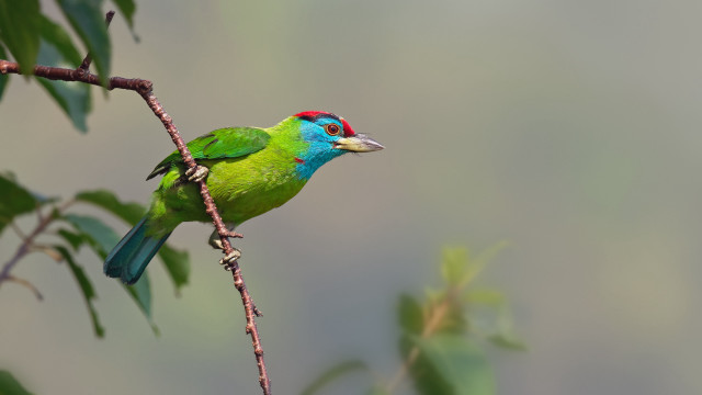 Green bird redhead branch leaves free wallpaper - medium preview image