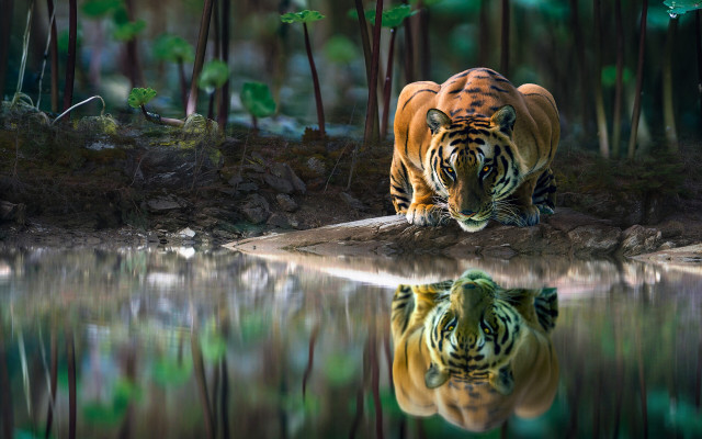 Tiger reflection water forest nature free wallpaper - medium preview image