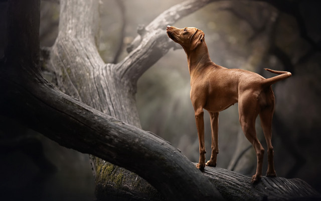 Dog branch sky open eyes free wallpaper - medium preview image