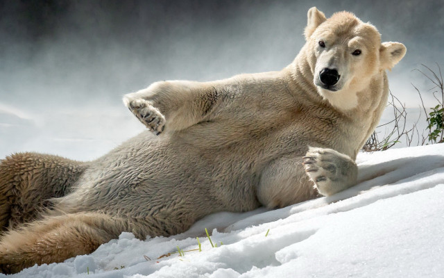 Polar bear snow stretching furry free wallpaper - medium preview image