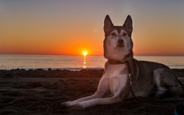 Dog beach sunset ocean horizon free wallpaper - medium preview image