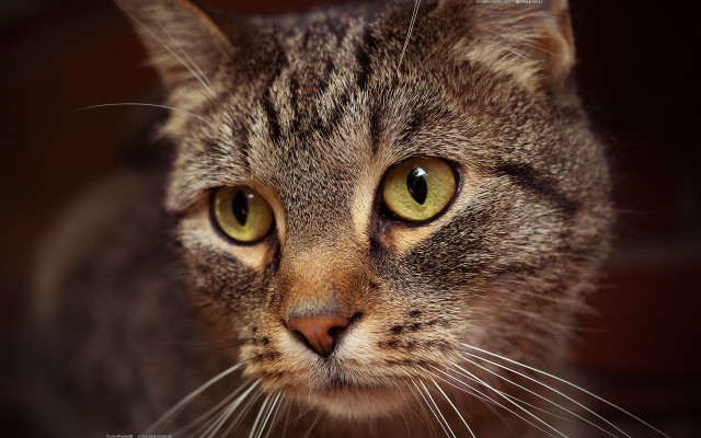 Green eyed cat closeup blurry free wallpaper - medium preview image