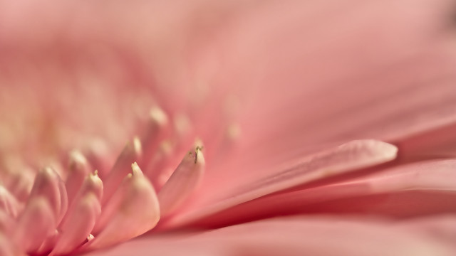 Pink flower macro closeup footwear free wallpaper - medium preview image