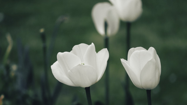 White flowers field green blurry free wallpaper - medium preview image