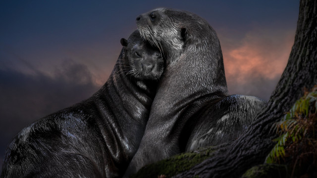 Sealions tree night cloudy sky free wallpaper - medium preview image