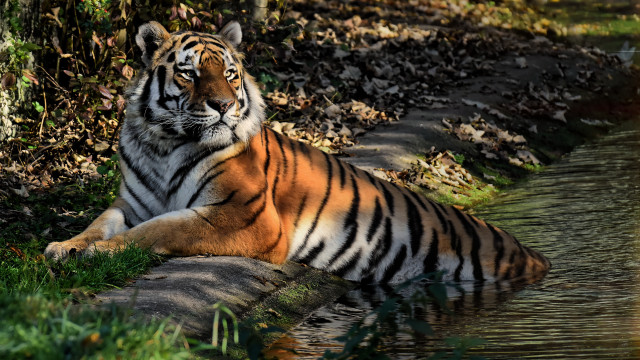 Tiger water stream forest camouflage free wallpaper - medium preview image