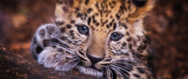 Leopard closeup blue eyes blurry free wallpaper - medium preview image