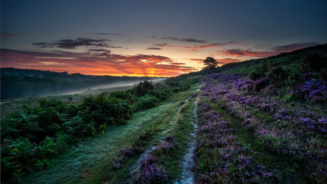 Sunset tree path lake mountains #2 free wallpaper - medium preview image