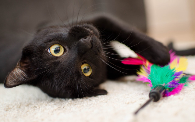 Black cat playing toy floor free wallpaper - medium preview image
