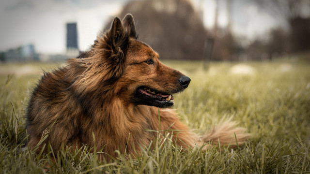Dog grass building skyline outdoors free wallpaper - medium preview image