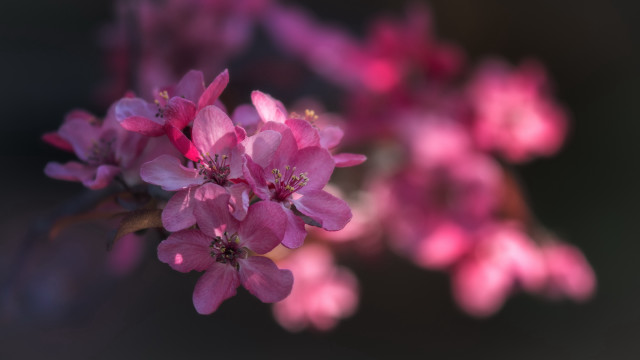 Pink flower branch blurry butterfly free wallpaper - medium preview image
