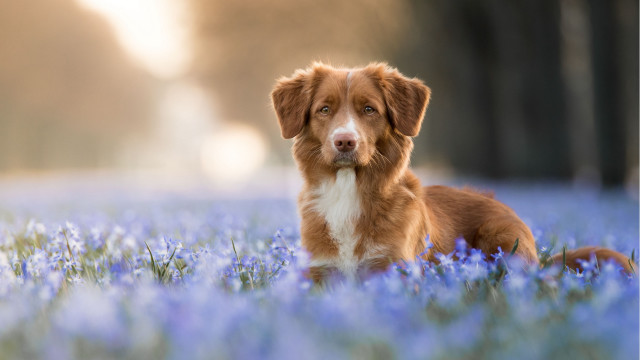 Dog blue flower field blurry free wallpaper - medium preview image