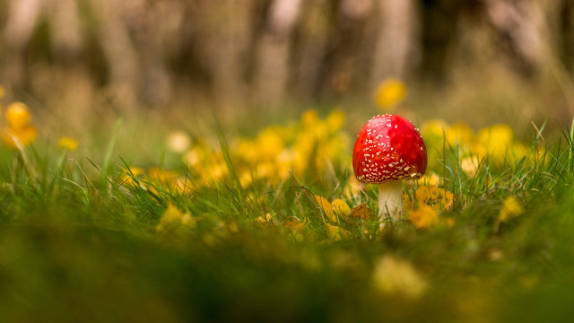 Red mushroom green field yellow free wallpaper - medium preview image